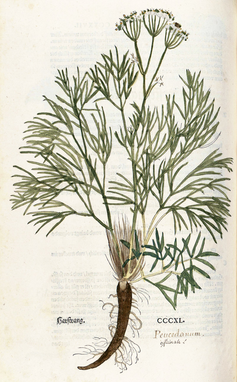 peucedanum_officinale_fuchs.jpg