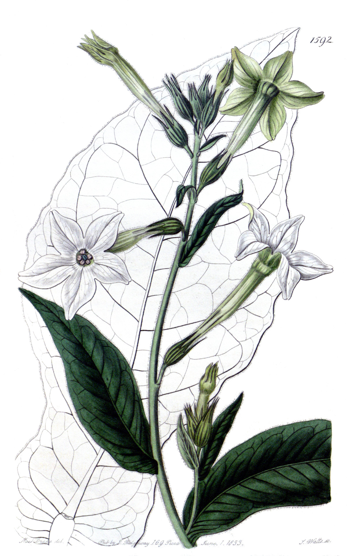nicotiana_alata.jpg nicotiana_alata.jpg
