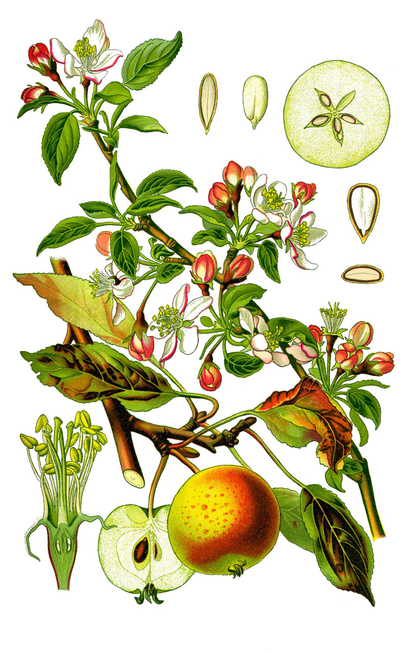 malus_domestica_ill.jpg malus_domestica_ill.jpg