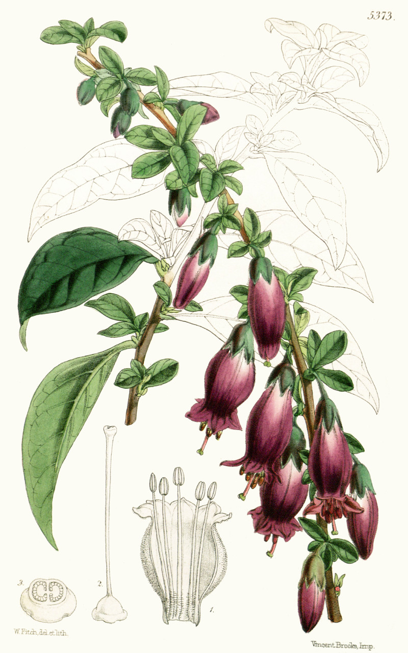 latua_pubiflora.jpg latua_pubiflora.jpg