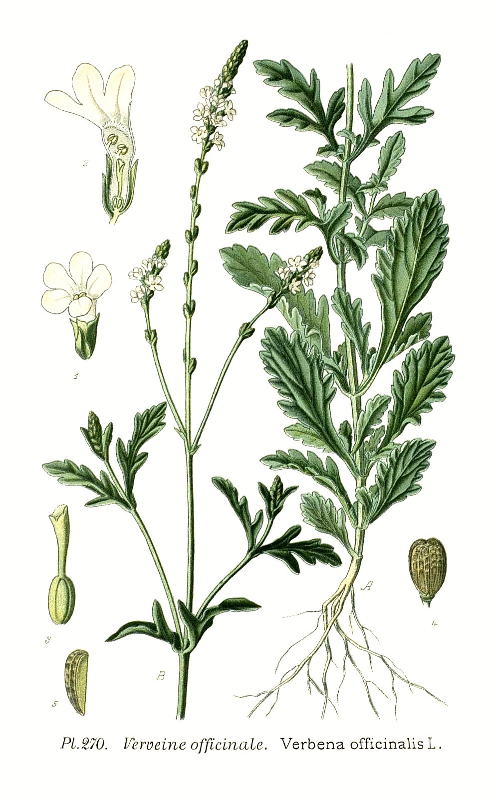 verbena_officinalis.jpg