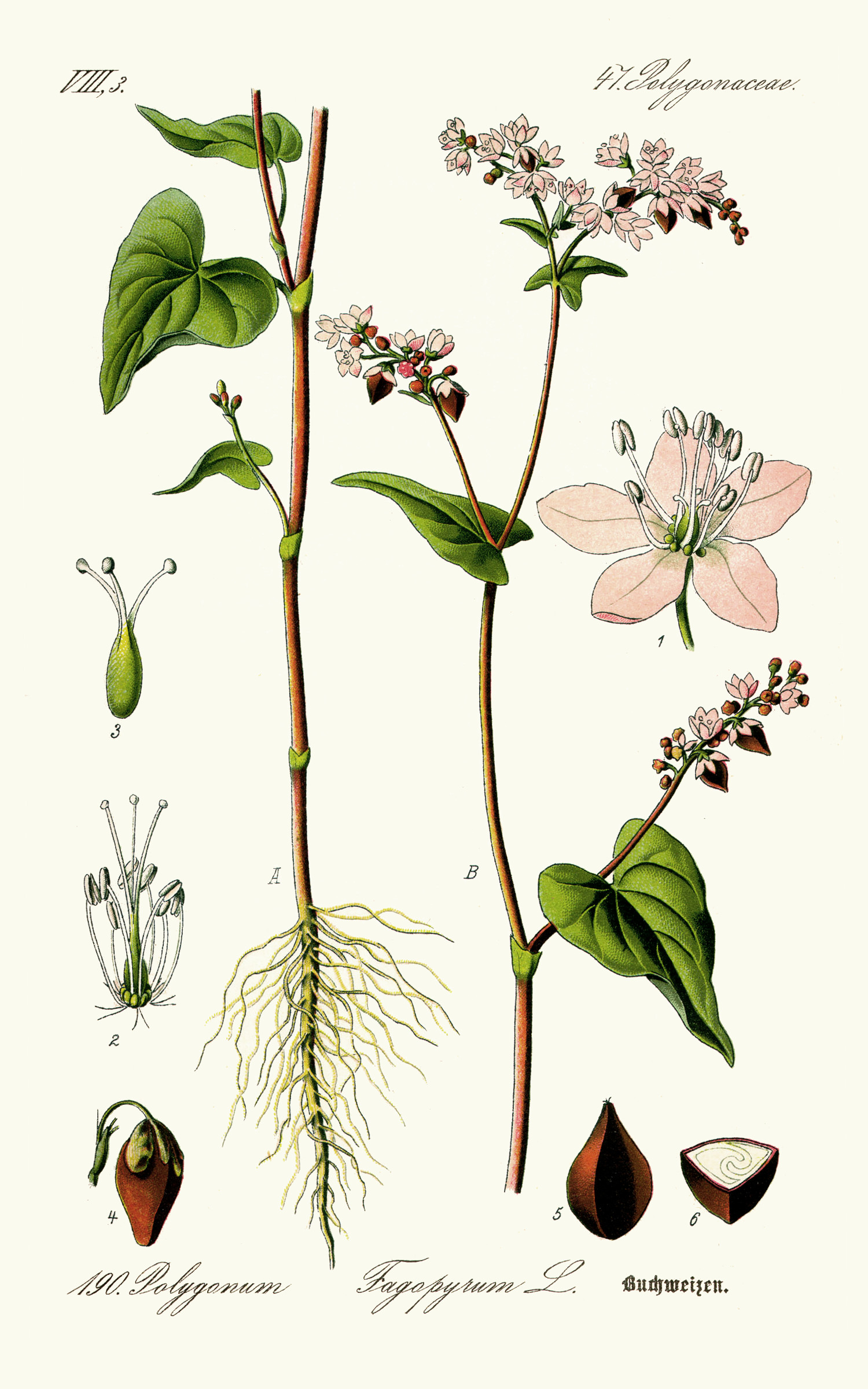 fagopyrum_esculentum.jpg fagopyrum_esculentum.jpg