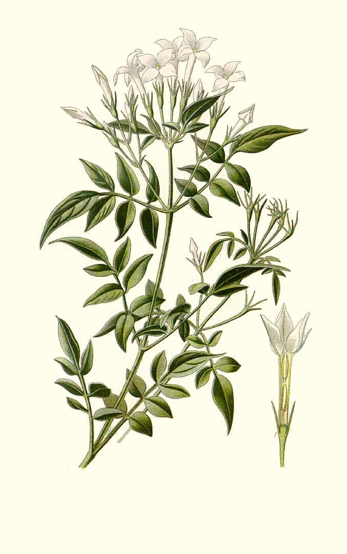 jasminum_officinale.jpg