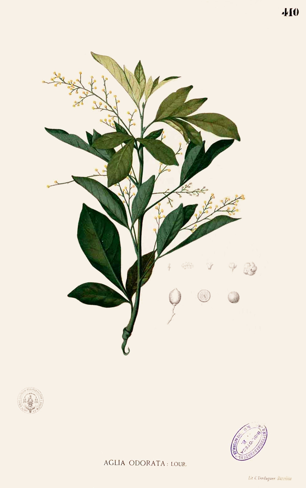 aglaia_odorata.jpg aglaia_odorata.jpg
