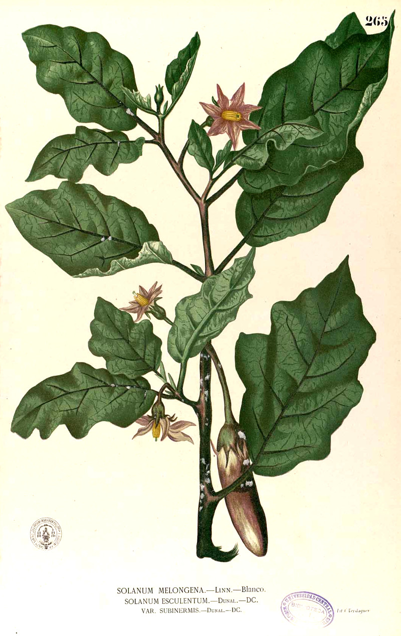 solanum_melongena.jpg