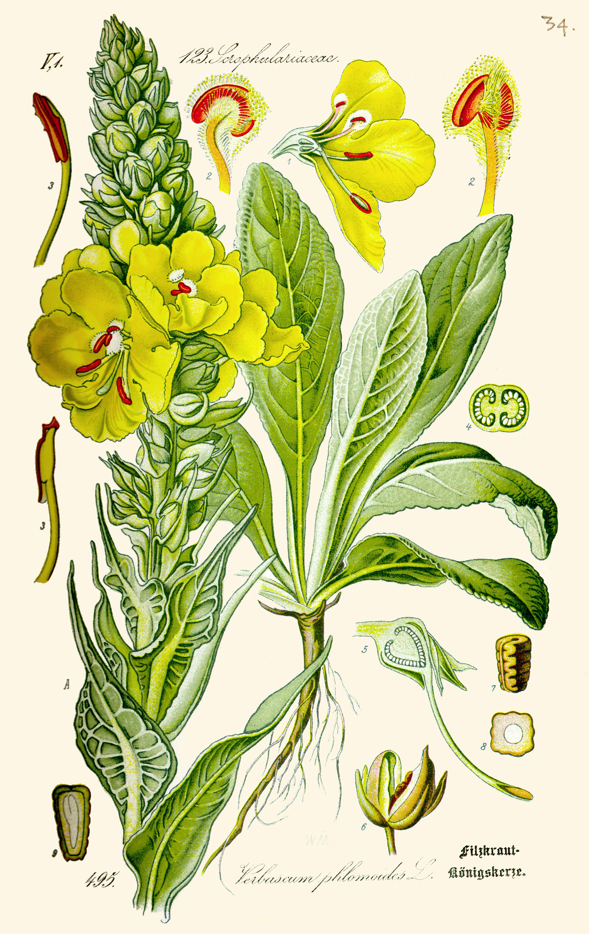 verbascum_phlomoides.jpg