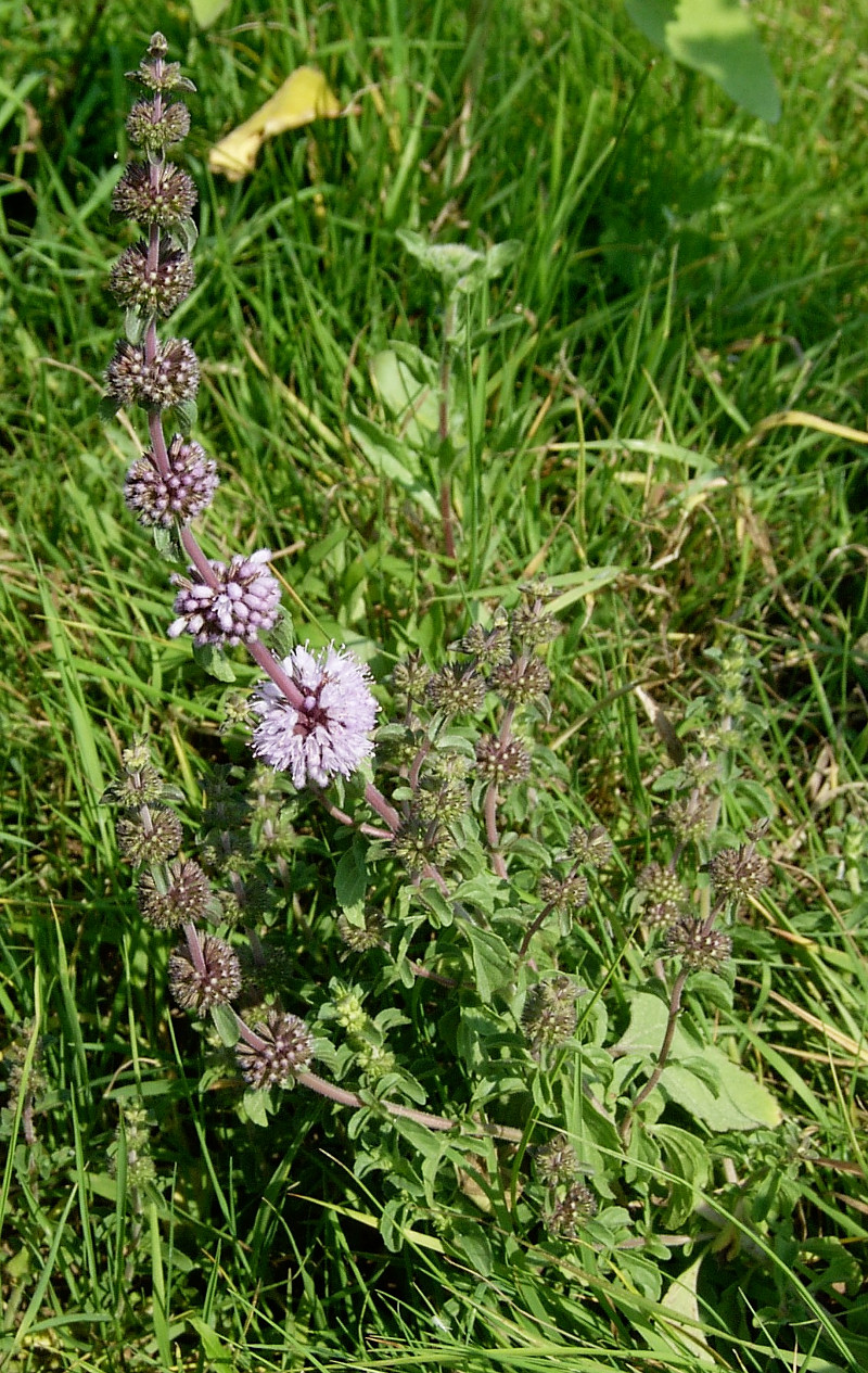 mentha_pulegium_wiki.jpg mentha_pulegium_wiki.jpg