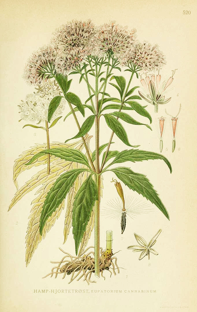 wasserdost.jpg wasserdost.jpg