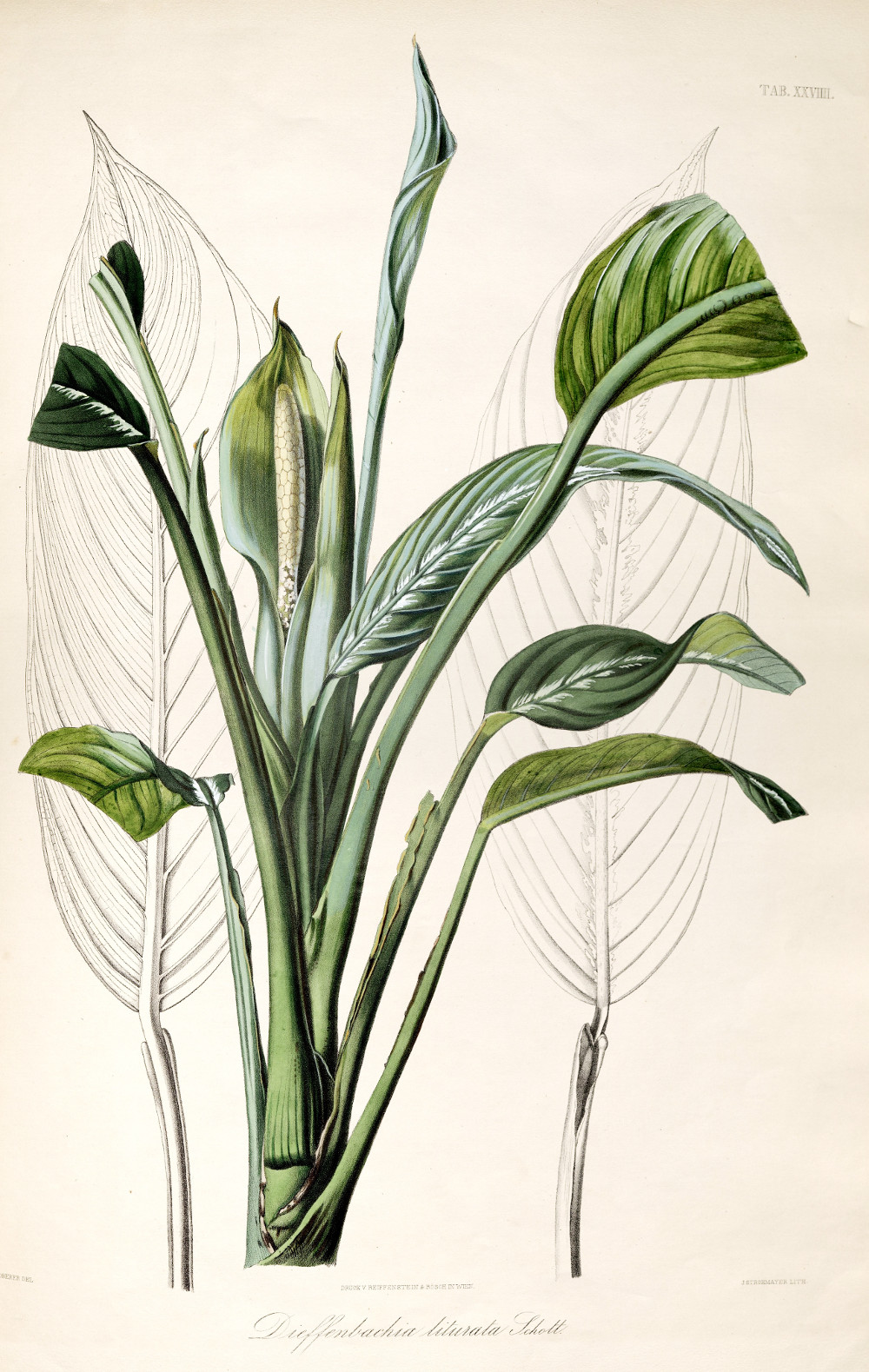 dieffenbachia_liturata.jpg