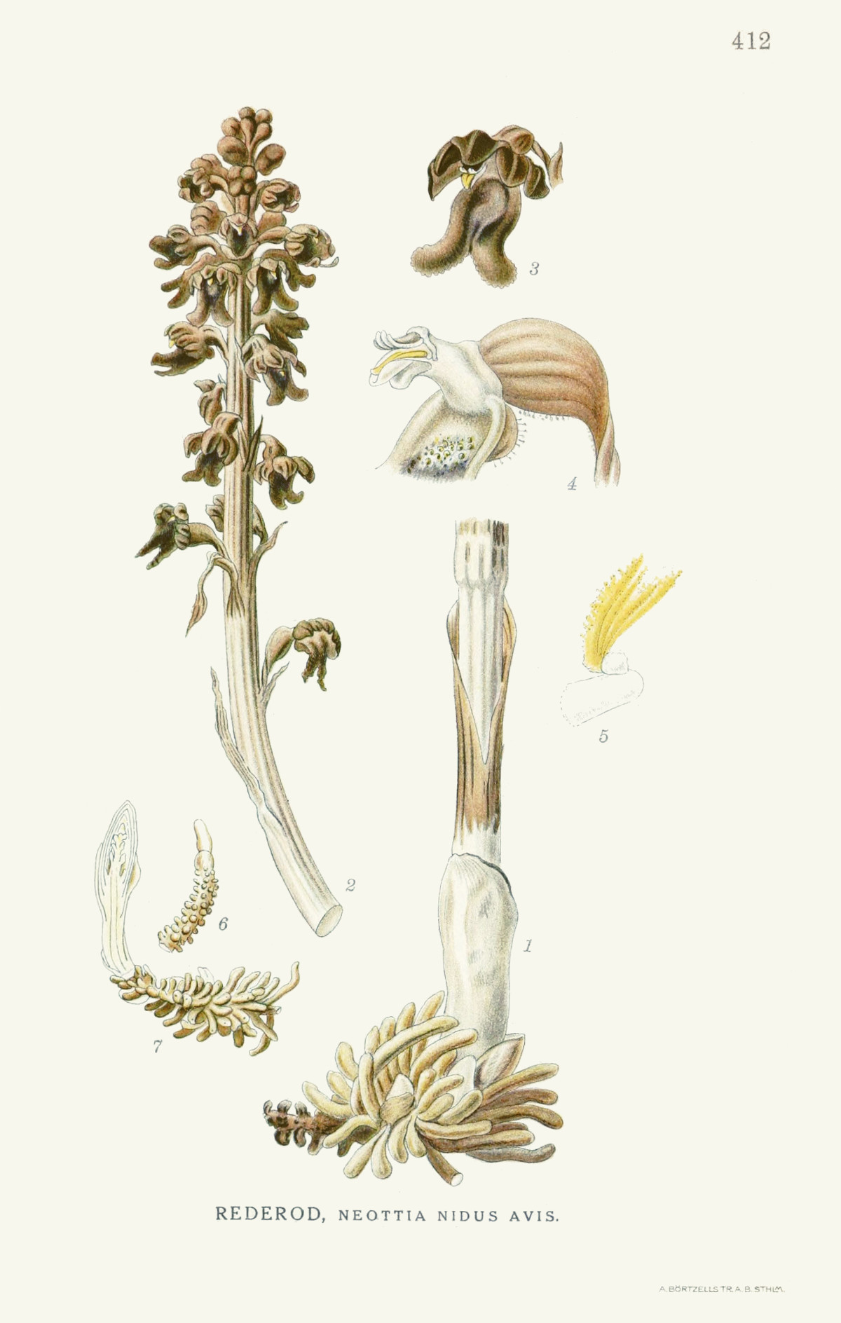 neottia_nidusavis.jpg neottia_nidusavis.jpg