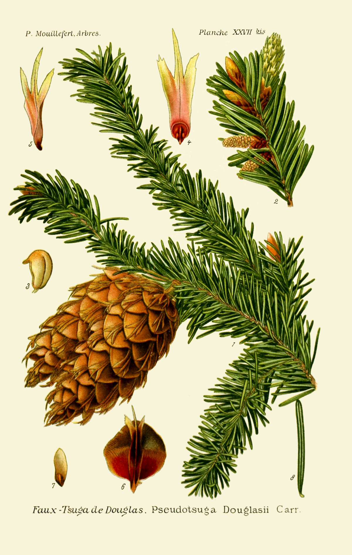 pseudotsuga_menziesii.jpg