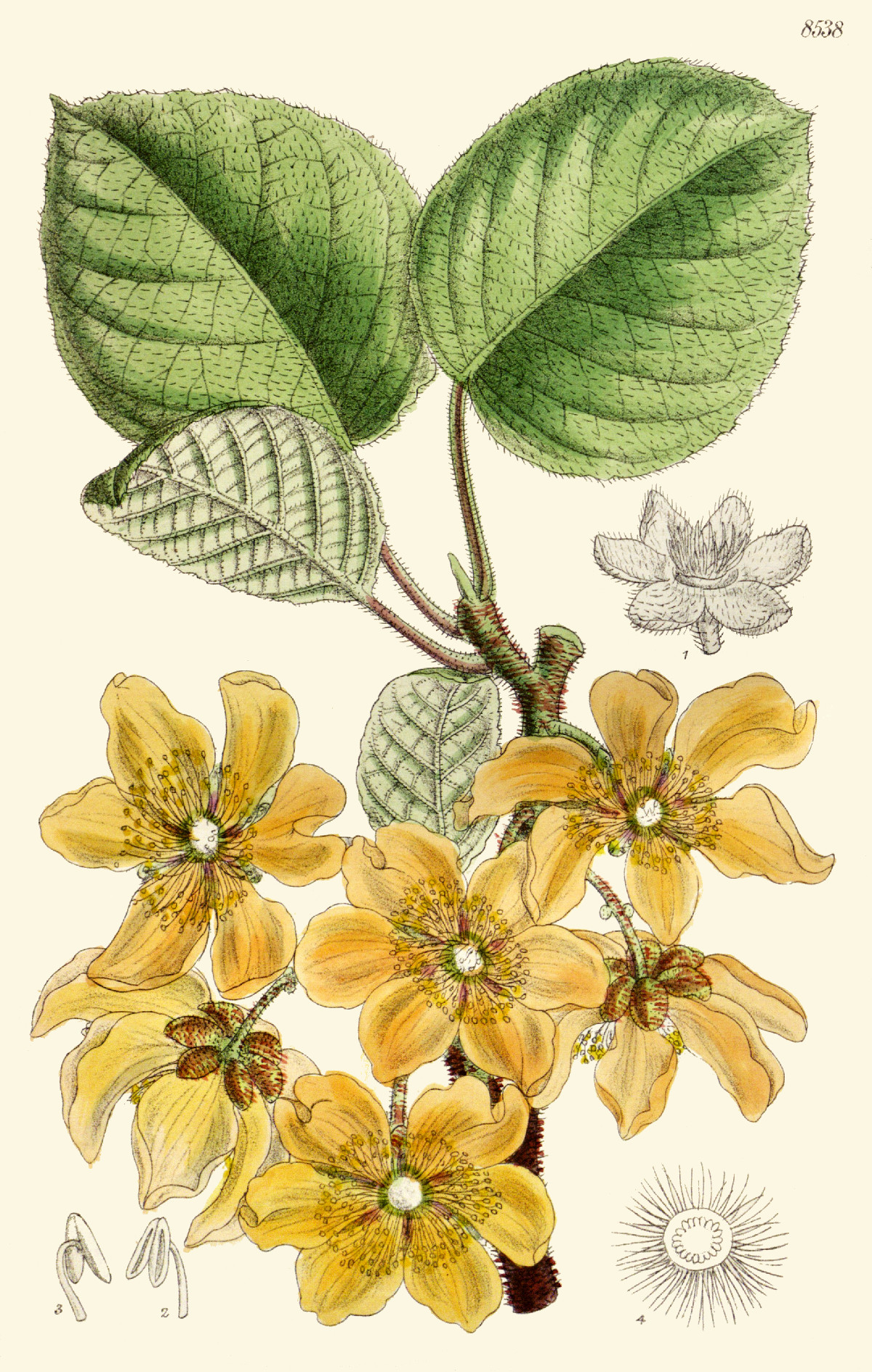 actinidia_chinensis.jpg actinidia_chinensis.jpg