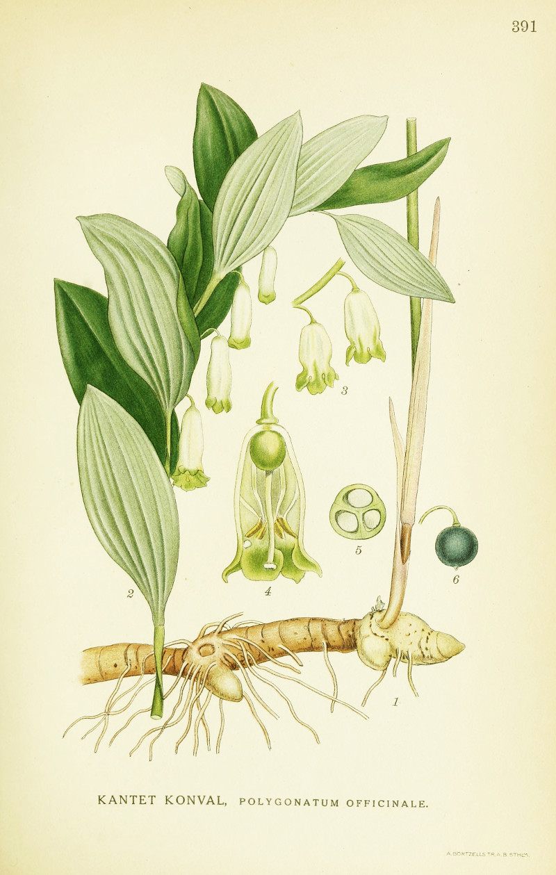 polygonatum_officinale.jpg