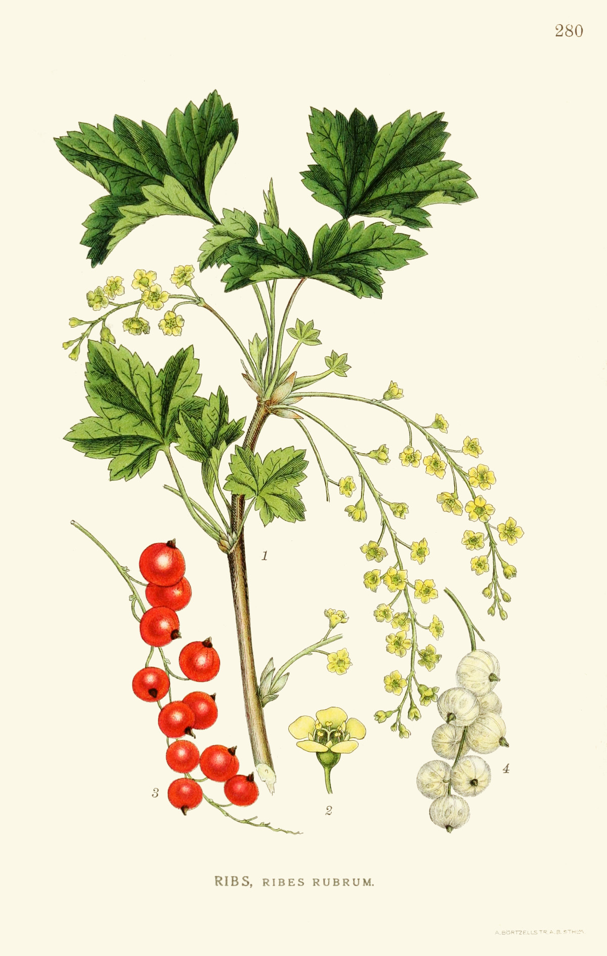 ribes_rubrum.jpg ribes_rubrum.jpg