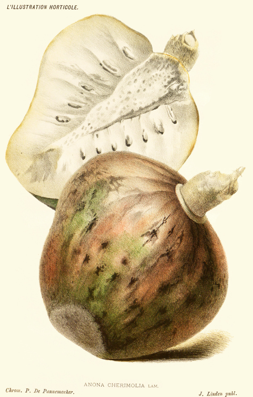 annona_cherimola.jpg annona_cherimola.jpg