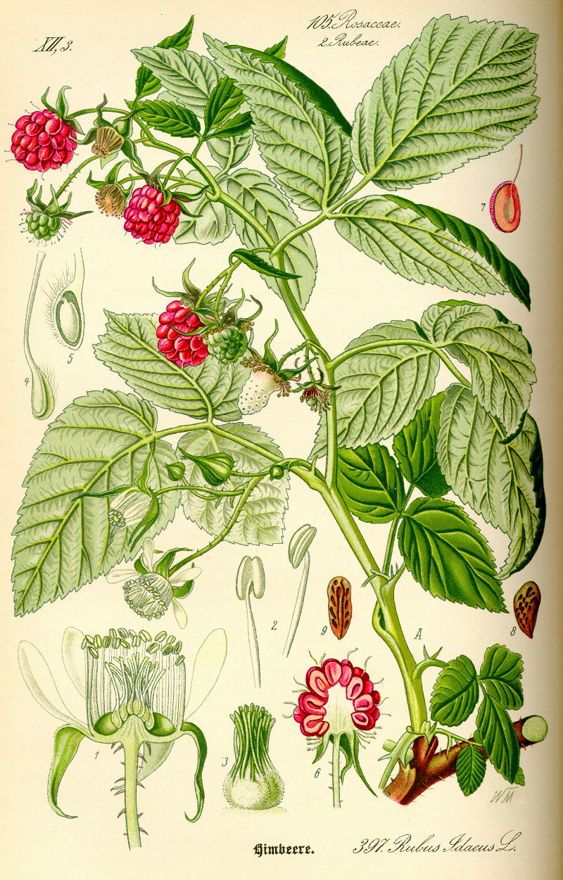 rubus_idaeus.jpg