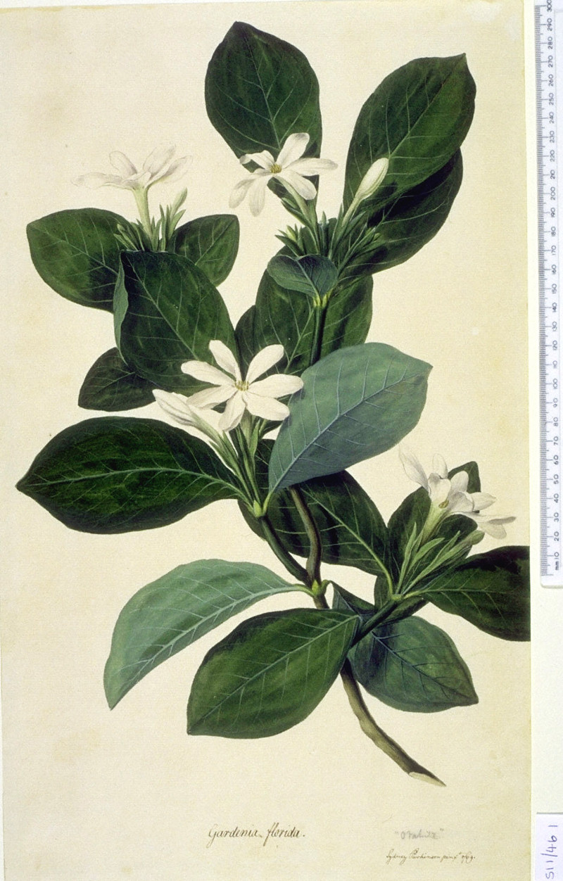 gardenia_forsters.jpg gardenia_forsters.jpg
