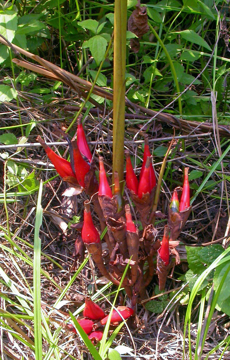 aframomum_angustifolium_fruit.jpg aframomum_angustifolium_fruit.jpg