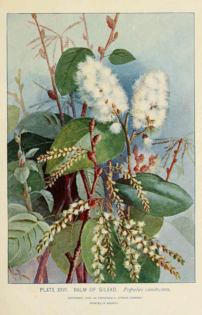 populus_candicans.jpg populus_candicans.jpg