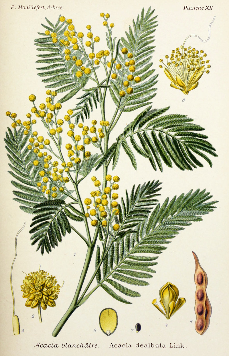 acacia_dealbata.jpg acacia_dealbata.jpg