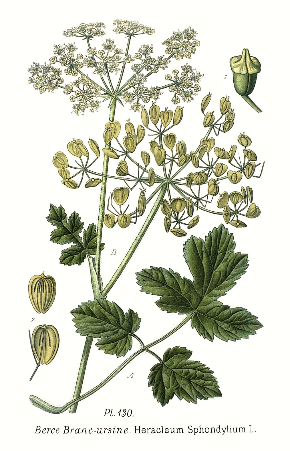 heracleum_sphondylium.jpg heracleum_sphondylium.jpg