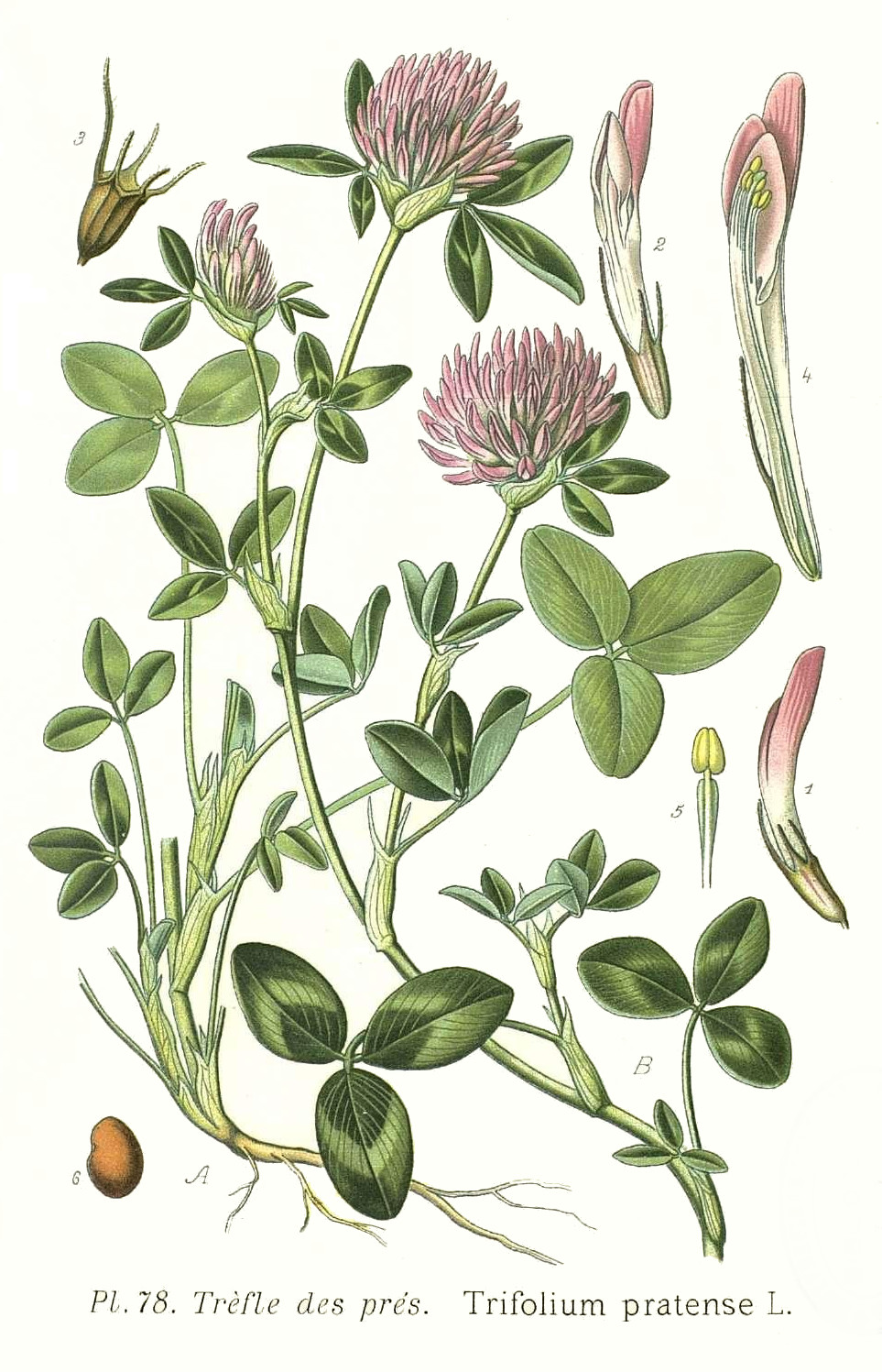 trifolium_pratense.jpg trifolium_pratense.jpg