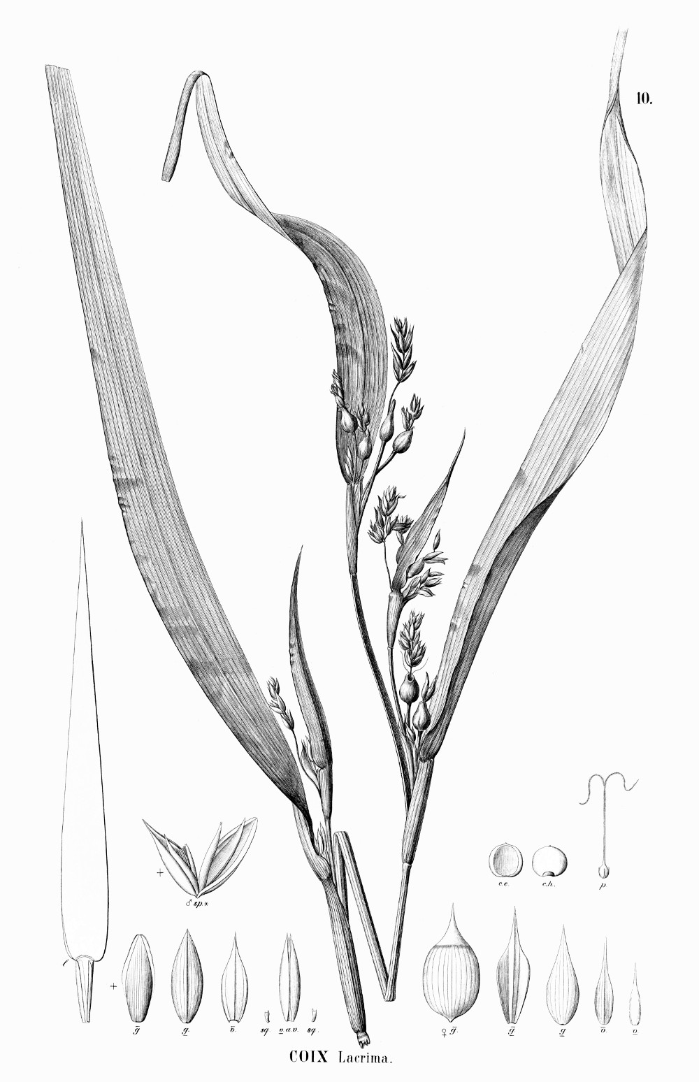 coix_lacrima.jpg coix_lacrima.jpg