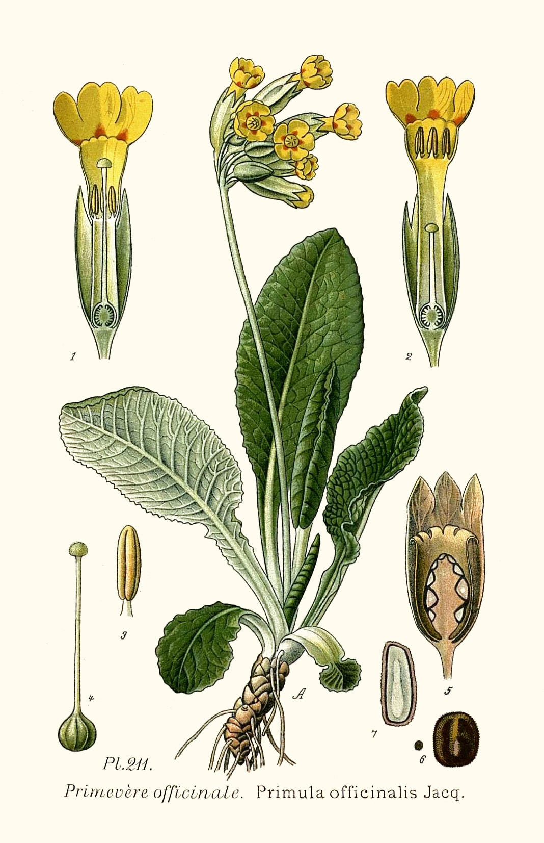 primula_off.jpg primula_off.jpg