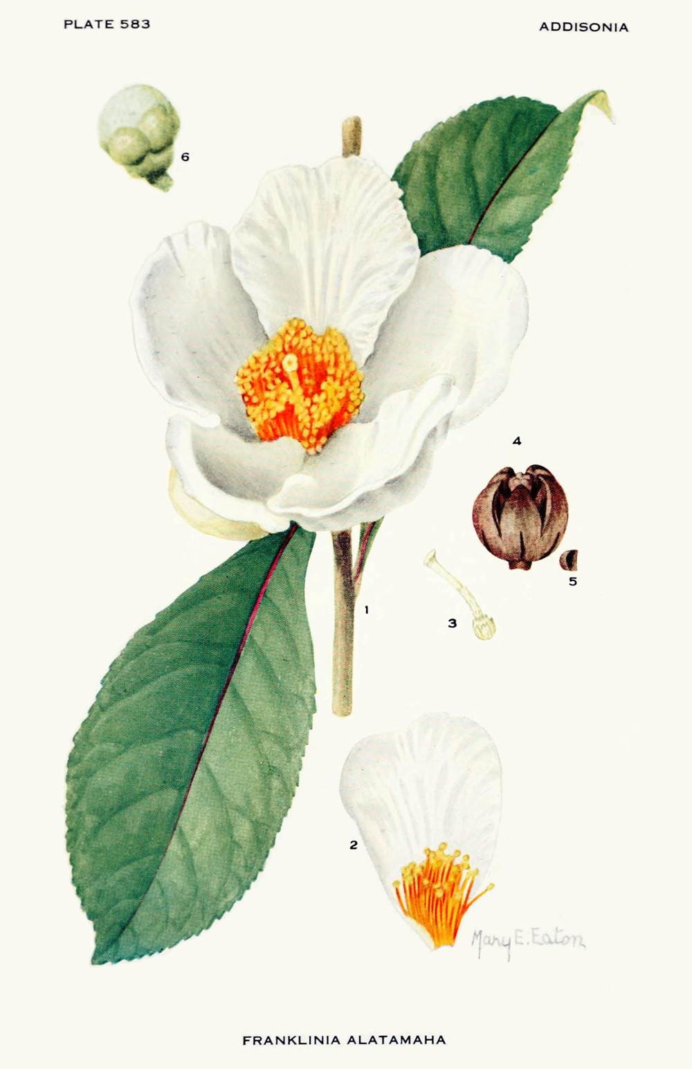 franklinia_alatamaha.jpg franklinia_alatamaha.jpg