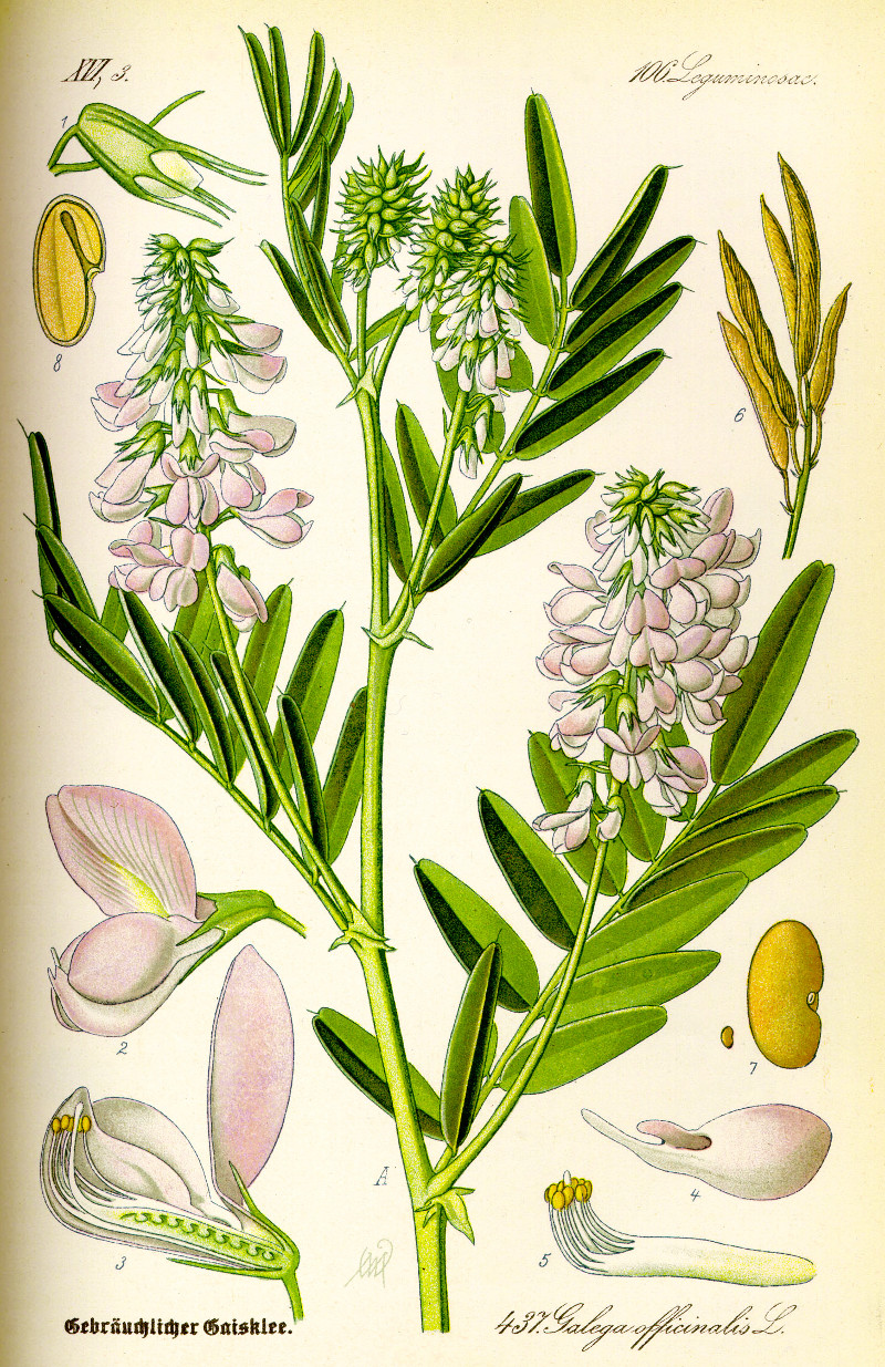 galega_officinalis.jpg