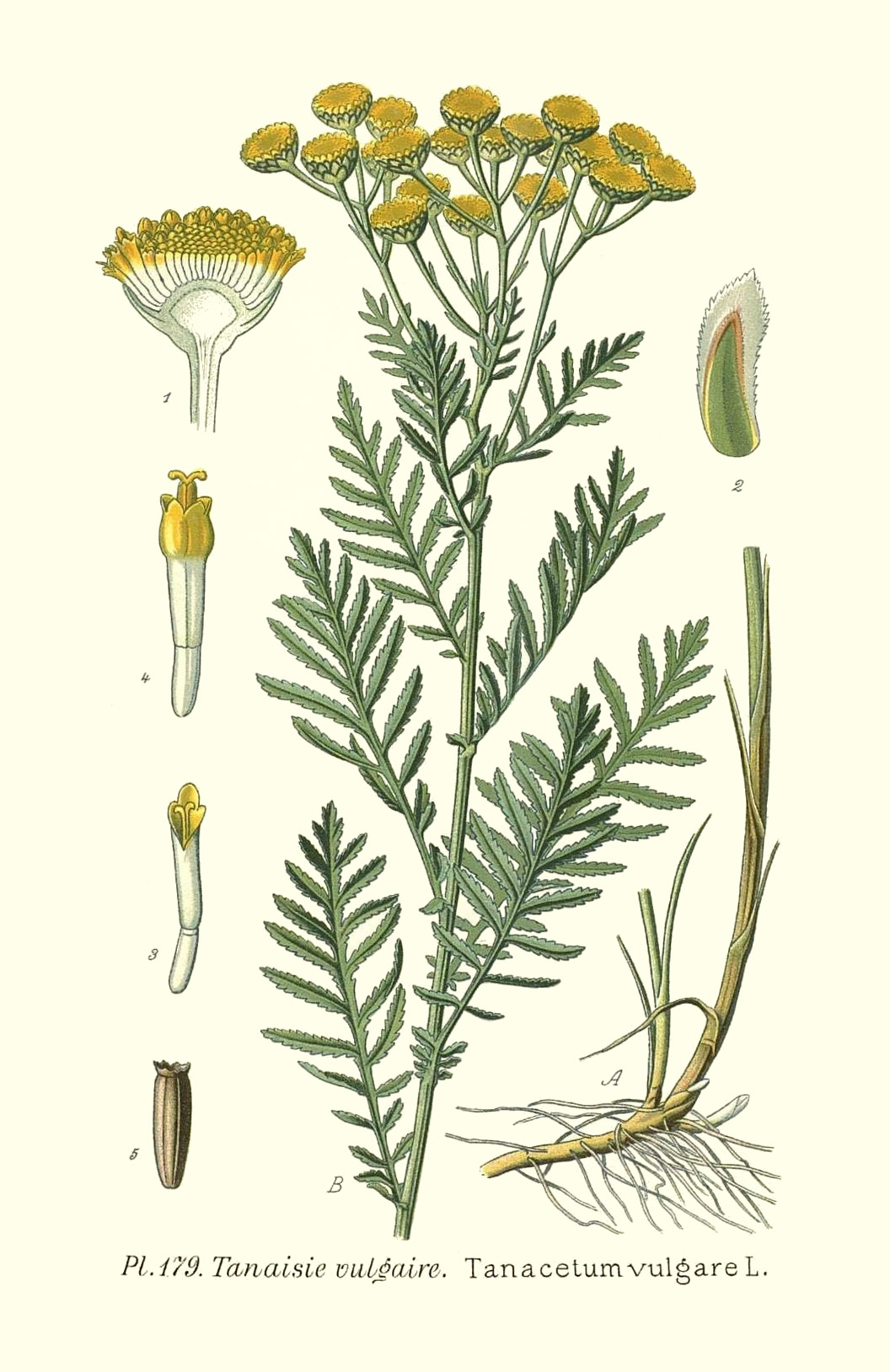 tanacetum_vulgare.jpg