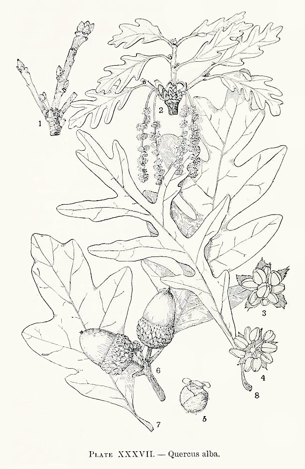 quercusalba_1902.jpg quercusalba_1902.jpg