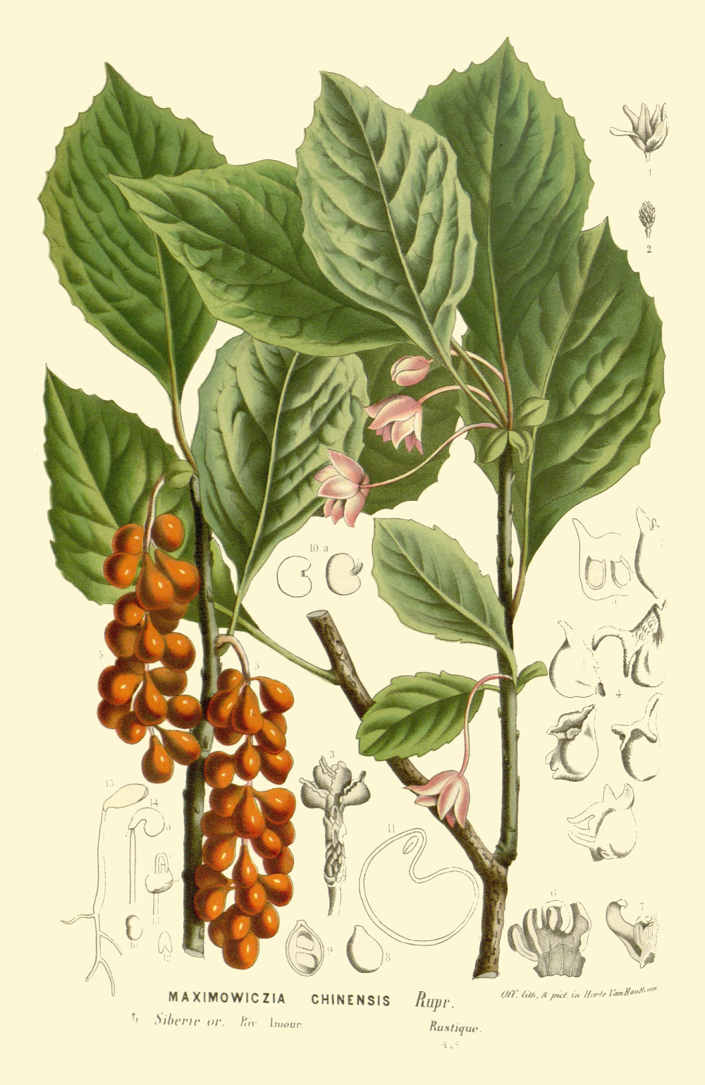 schisandra_chinensis.jpg