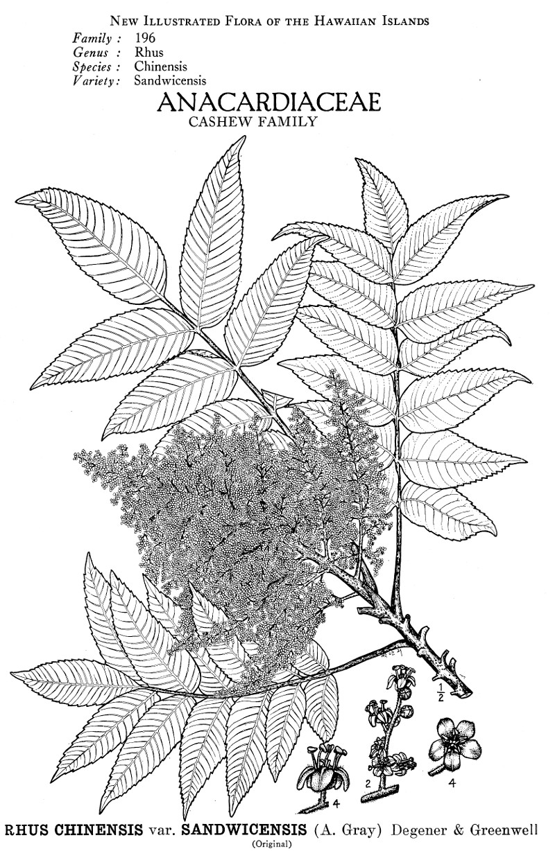 rhus_chinensis.jpg