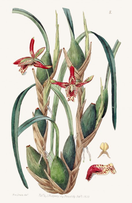 maxillaria_tenuifolia.jpg