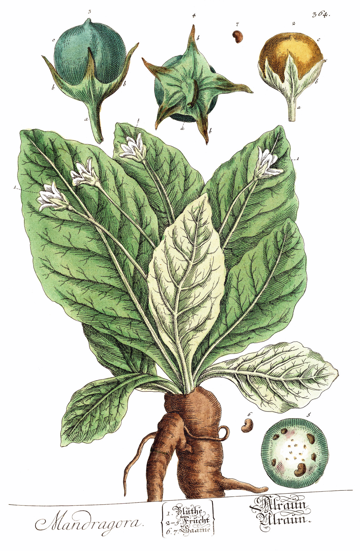 mandragora_officinarum.jpg