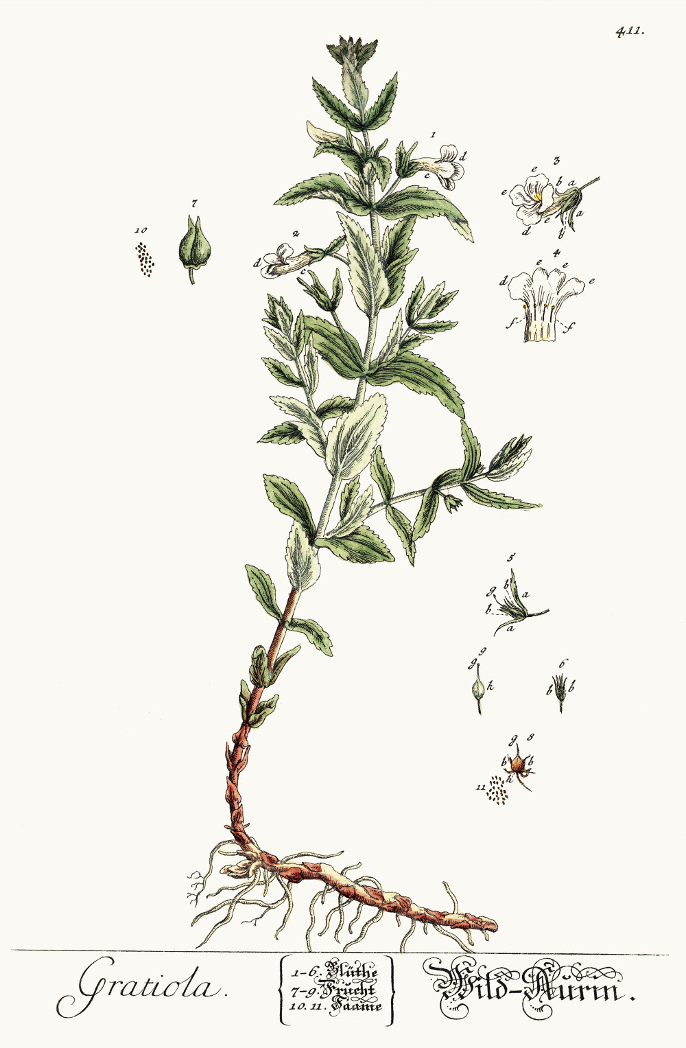 gratiola_officinalis.jpg