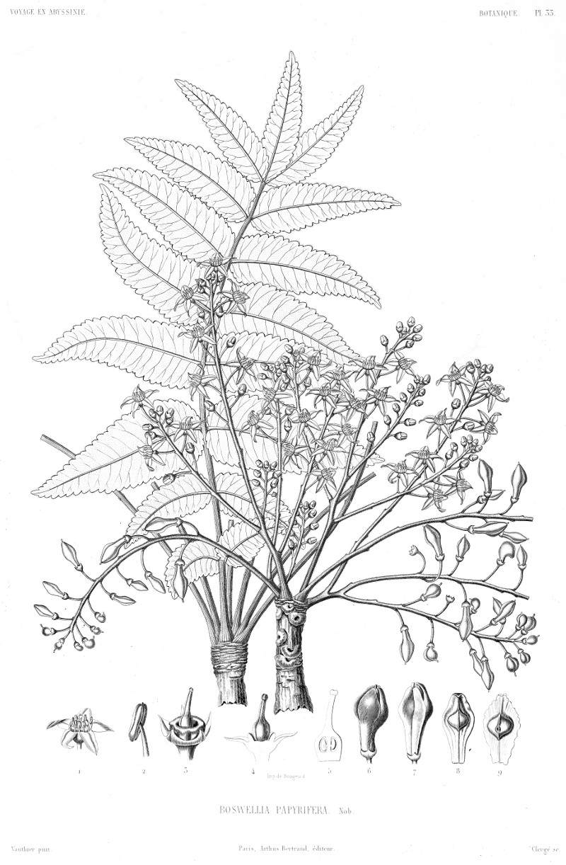 boswellia_papyrifera.jpg boswellia_papyrifera.jpg
