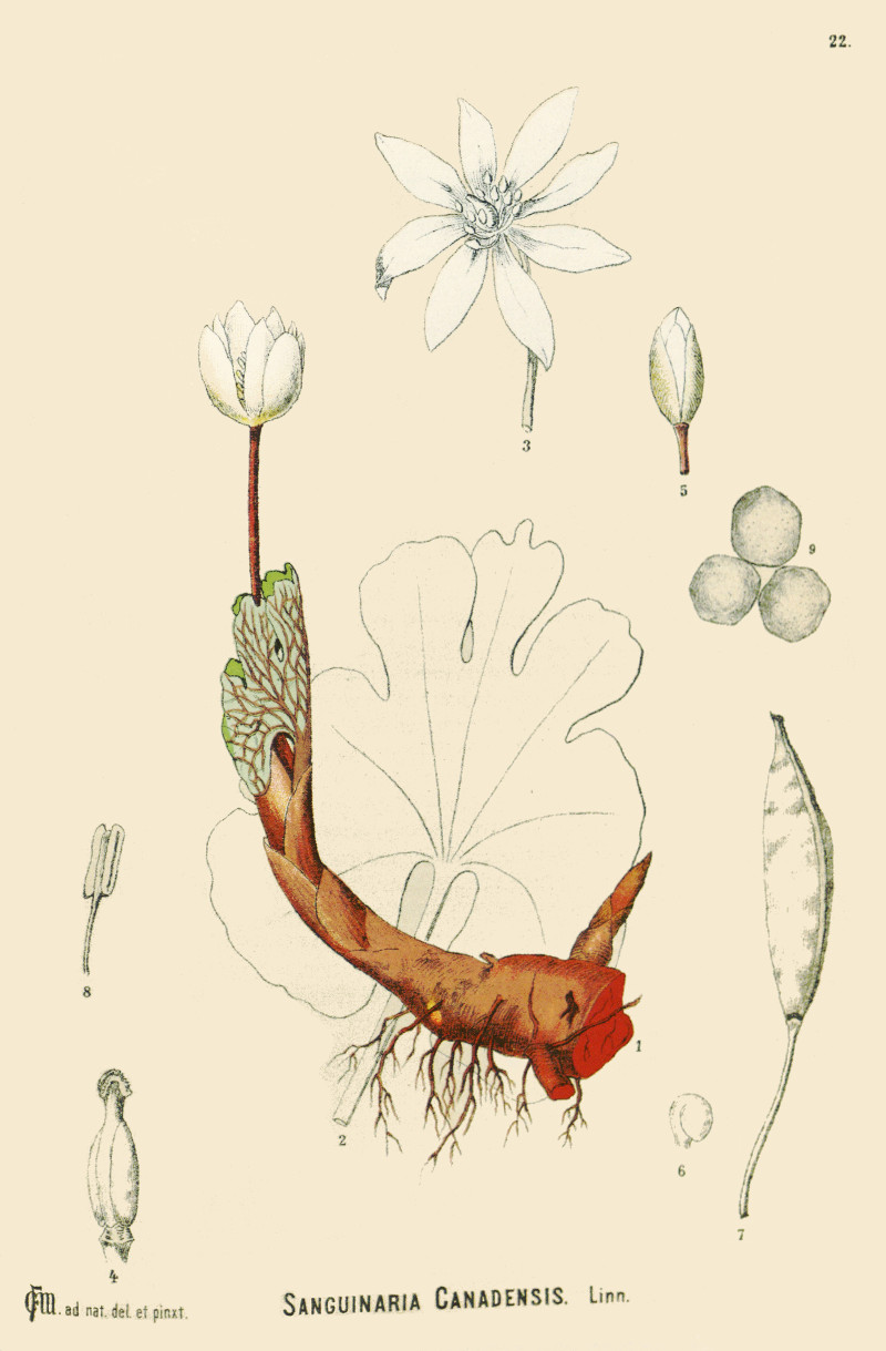 sanguinaria_canadensis.jpg