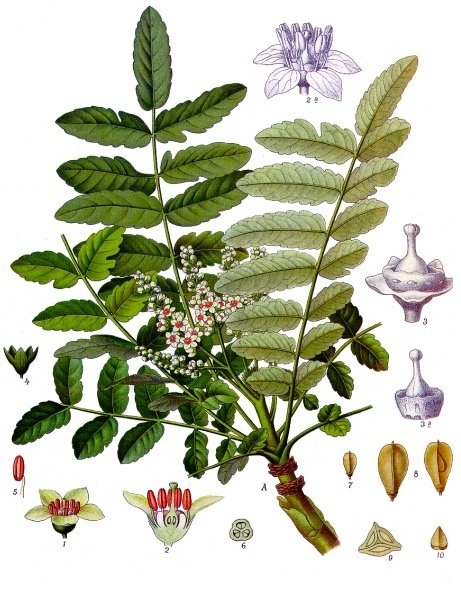 boswellia_carterii.jpg boswellia_carterii.jpg