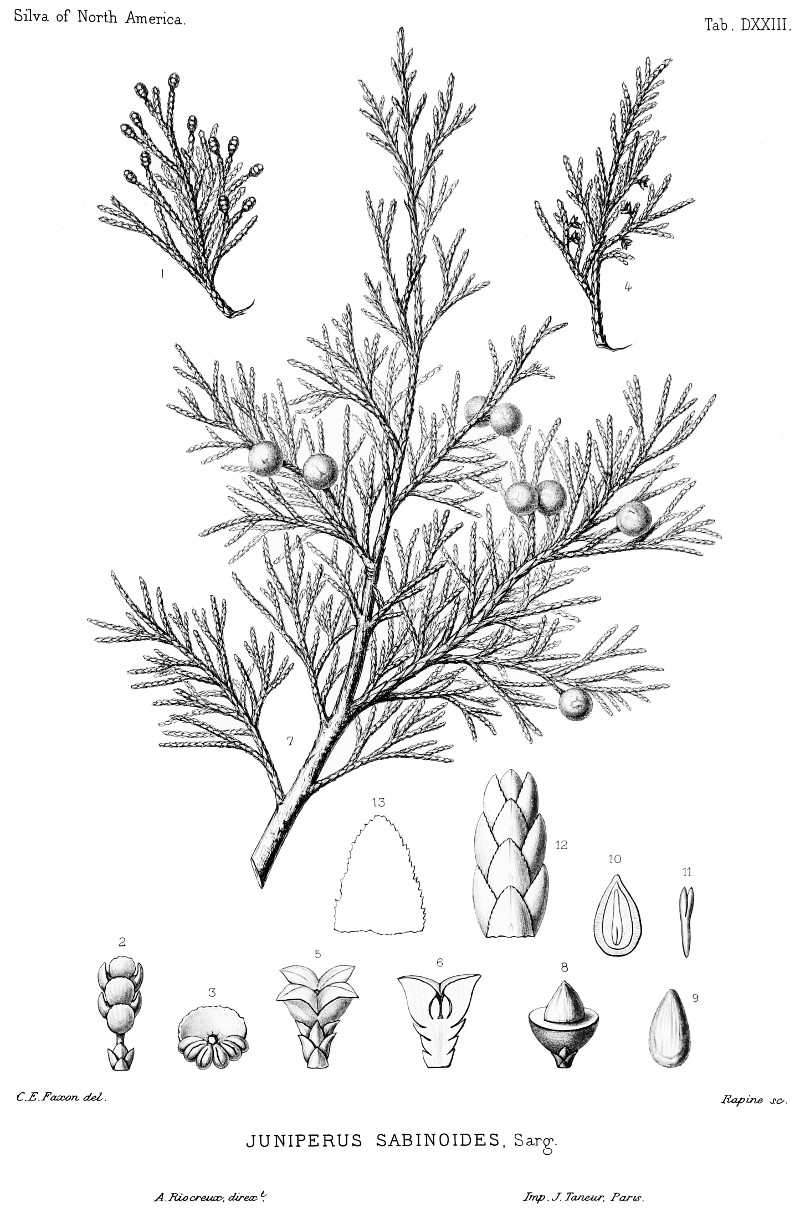 juniperus_ashei.jpg juniperus_ashei.jpg