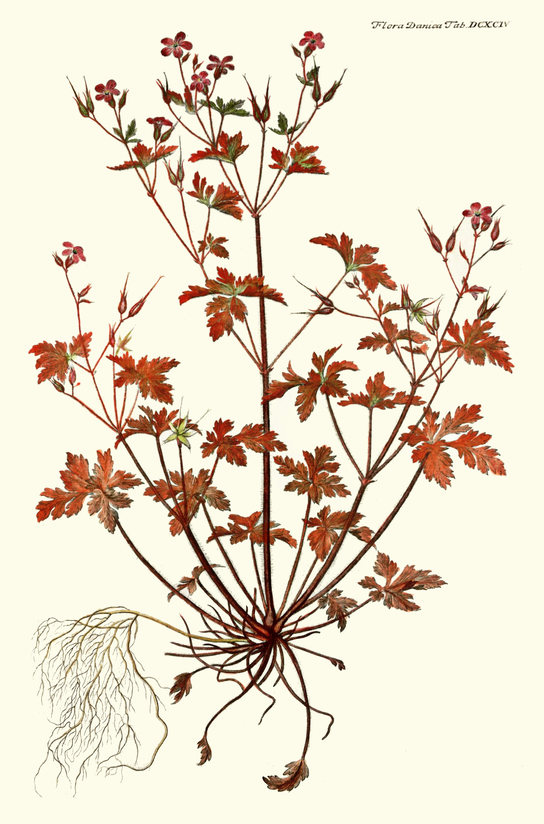 geranium_robertianum.jpg geranium_robertianum.jpg