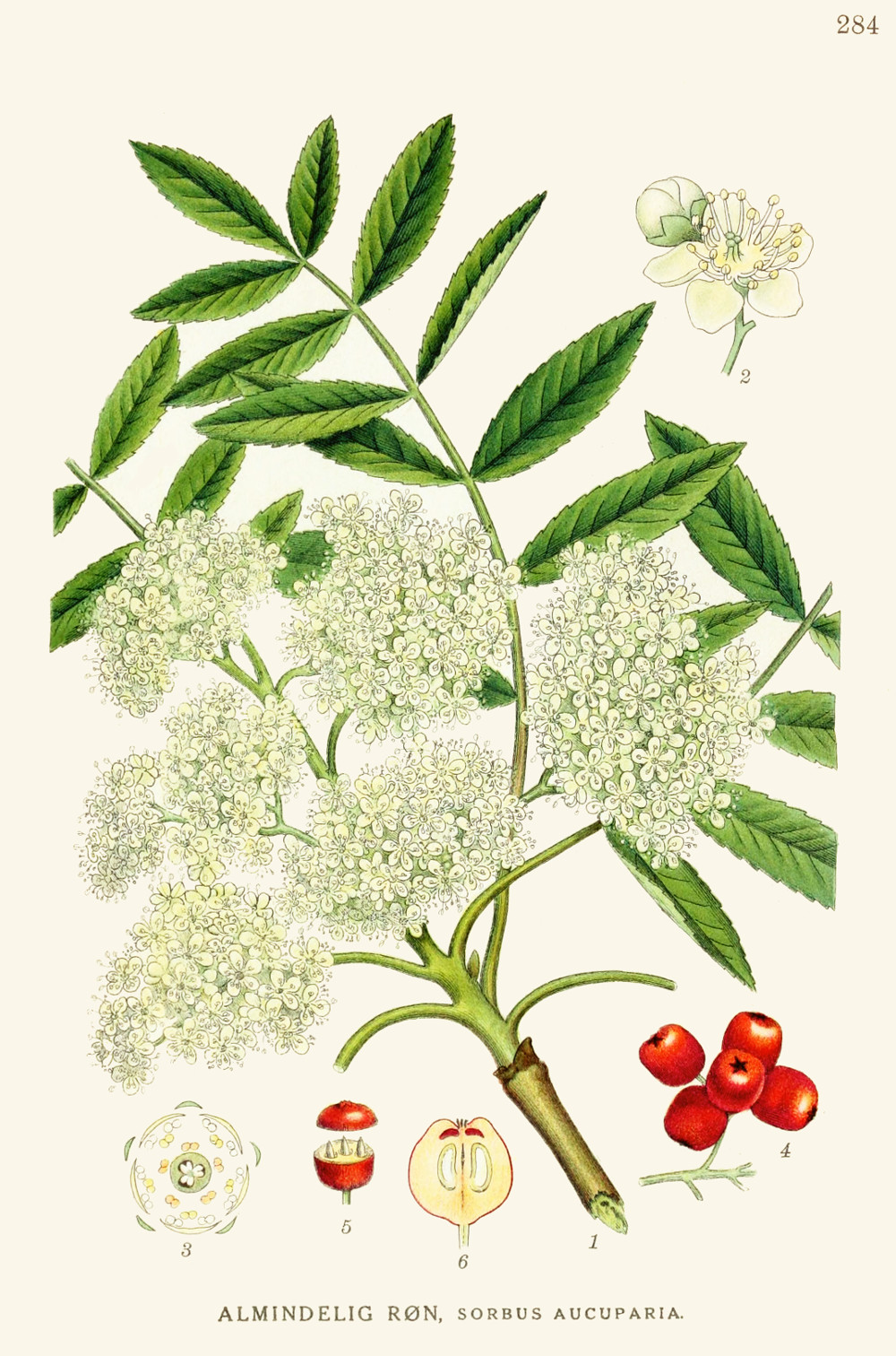 sorbus_aucuparia.jpg sorbus_aucuparia.jpg