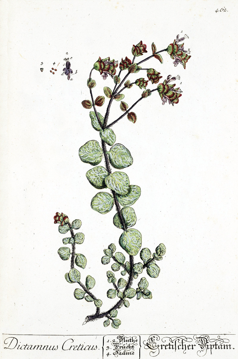 origanum_dictamnus.jpg origanum_dictamnus.jpg