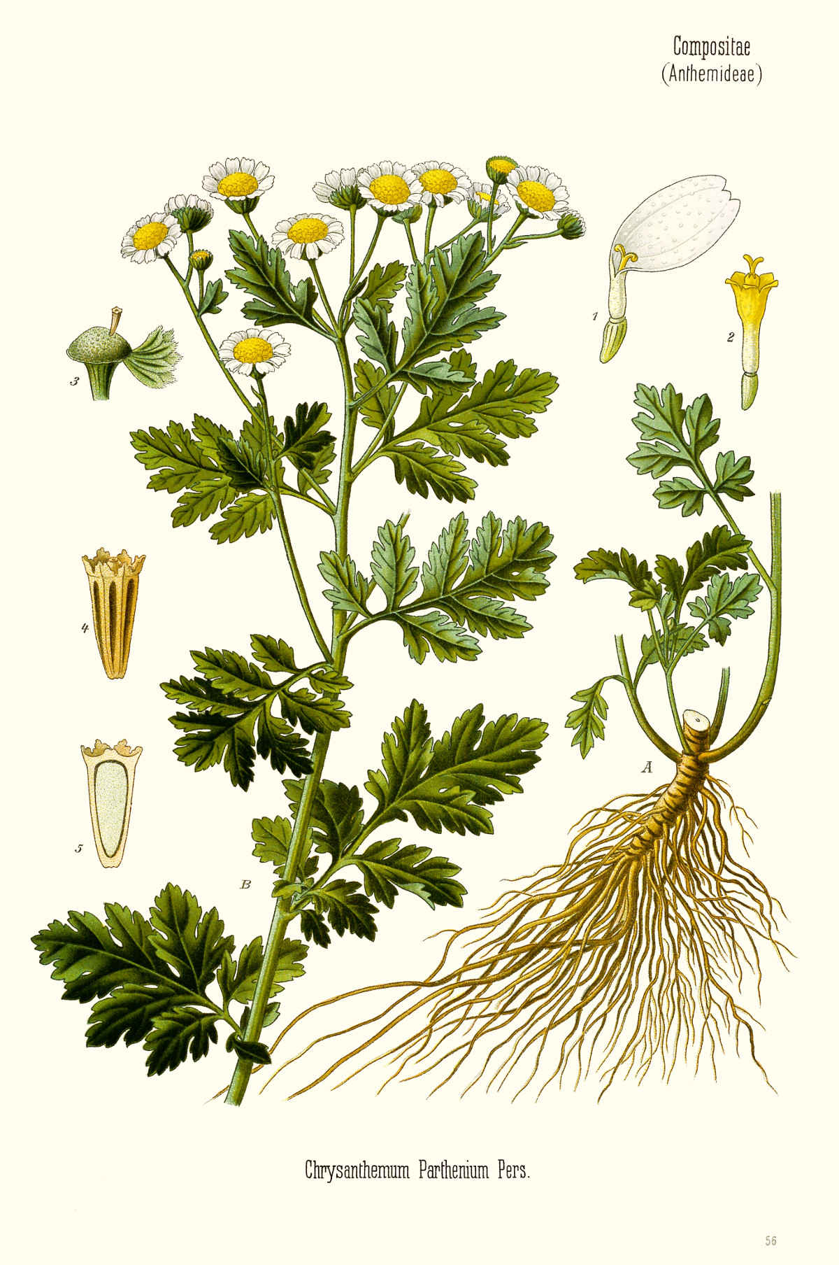 tanacetum_parthenium.jpg tanacetum_parthenium.jpg