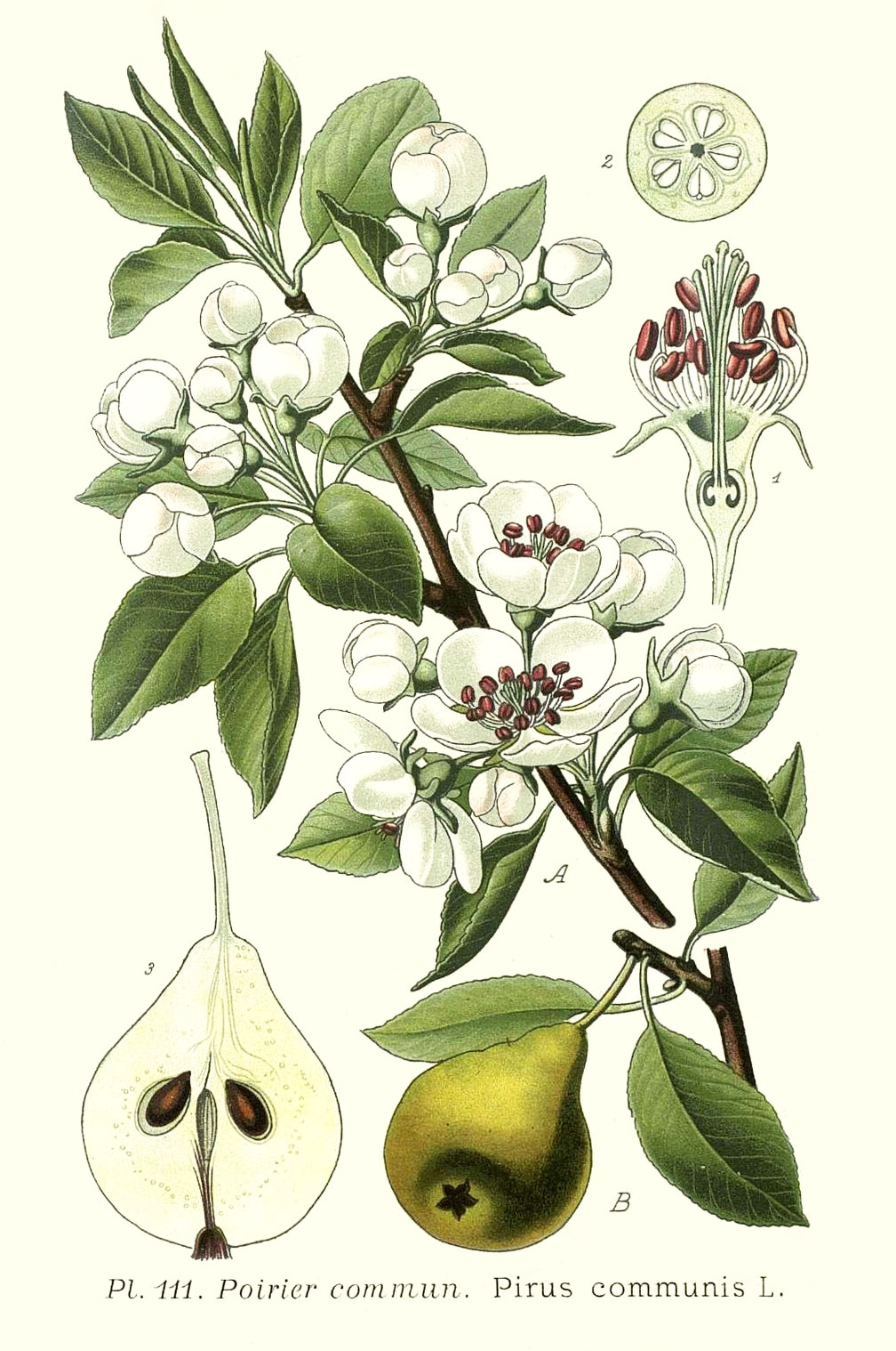 pyrus_communis.jpg pyrus_communis.jpg