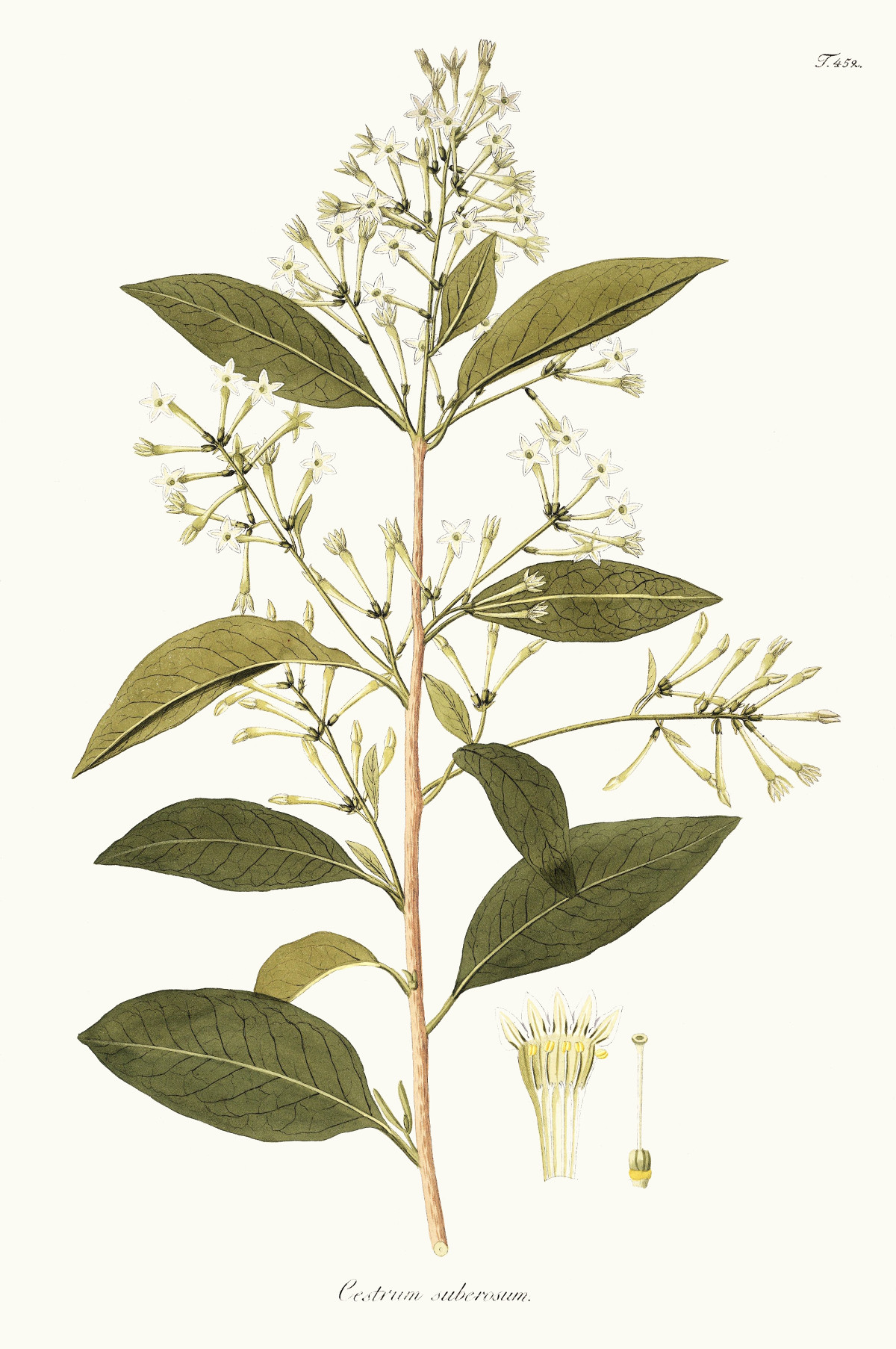 cestrum_nocturnum.jpg cestrum_nocturnum.jpg