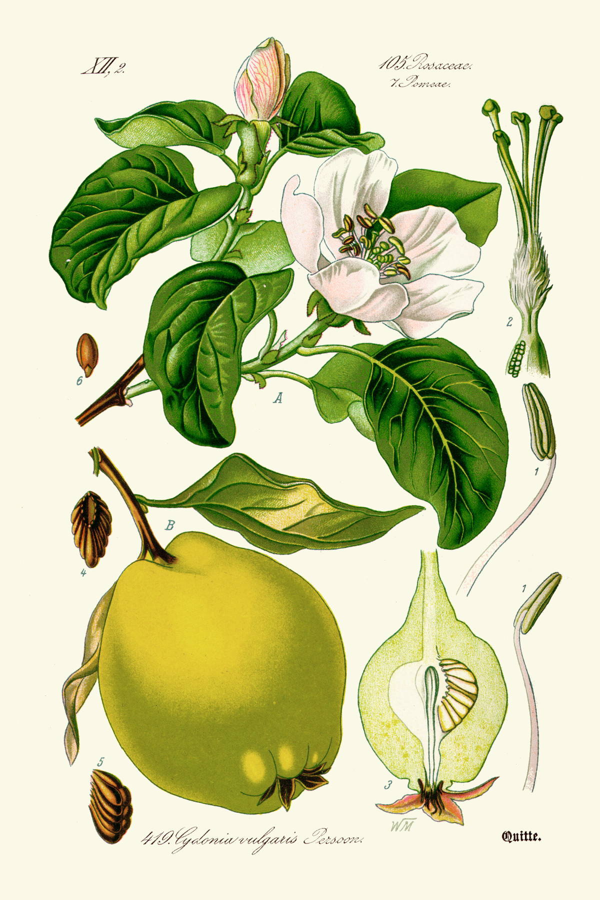 cydonia_vulgaris.jpg cydonia_vulgaris.jpg