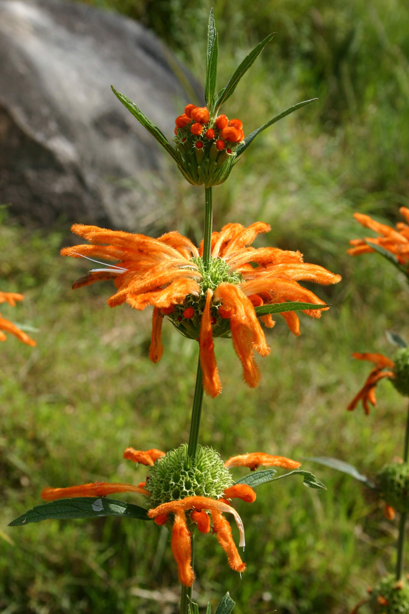 leonotis_leonurus.jpg leonotis_leonurus.jpg