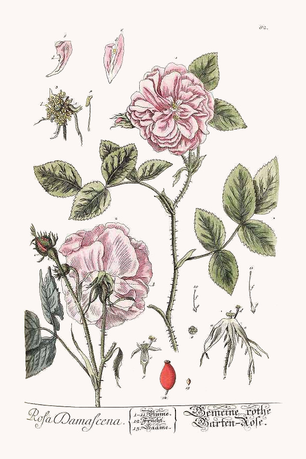 rosa_damascena.jpg rosa_damascena.jpg